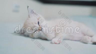 小猫白色可爱的小猫舔爪子。 小猫蓝眼睛洗了一个可爱的有趣视频。 宠物猫